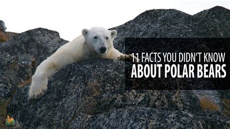 Polar Bear Facts You Didn't Know Tik-Tok Shorts Youtube Channel
