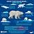 polar bear information ks2 sats practice papers