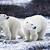 polar bear prey list