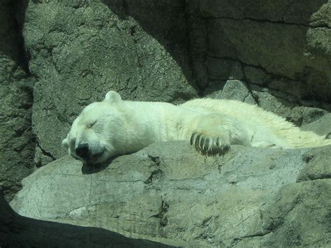 polar bear hibernating