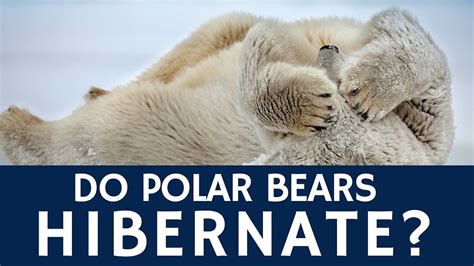 polar bear hibernation facts
