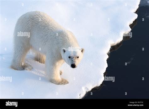 Polar bear looking at camera