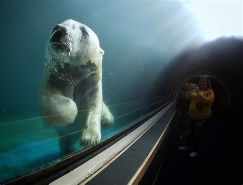 polar bear tunnel pc