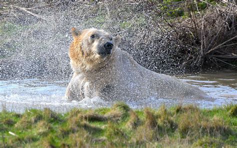 polar bear yorkshire wildlife park