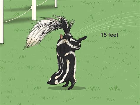 pole cat and skunk