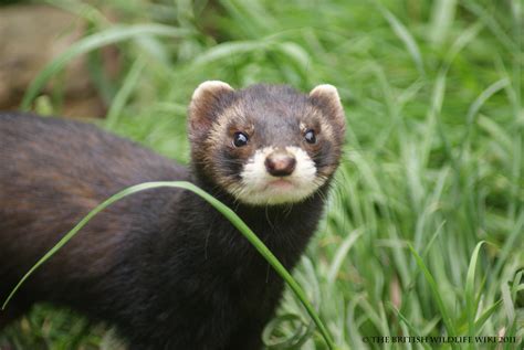 polecat animal