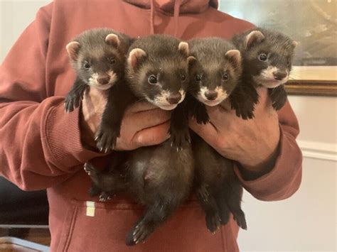 polecat ferret for sale