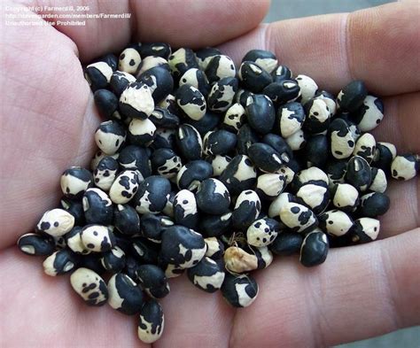 polecat pea seed for sale