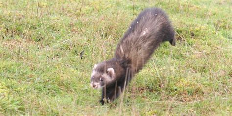 polecat protection uk