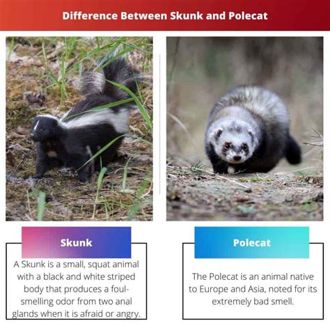 polecat skunk vs skunk