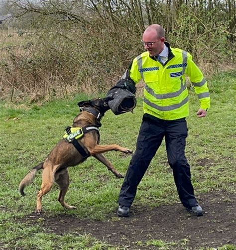 police dog bites handler