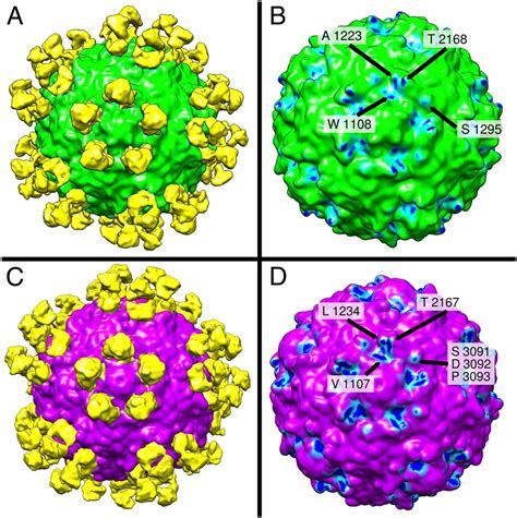 poliovirus types 1 3 antibodies labcorp
