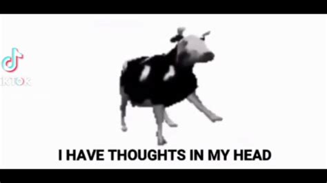 Polish Cow Song English Lyrics