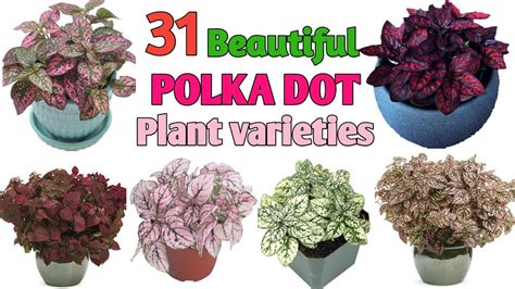 8 Types Of Polka Dot Plants (Care Tips Included) UnAssaggio