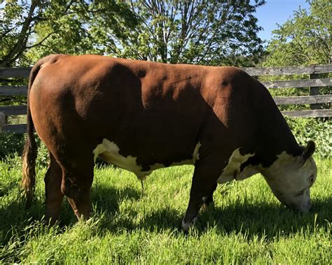 poll hereford bulls for sale