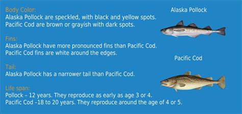 Pollock vs Cod: Ultimate Seafood Showdown