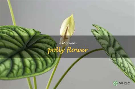 polly flower