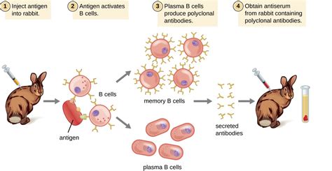 polyclonal cd3 antibody test