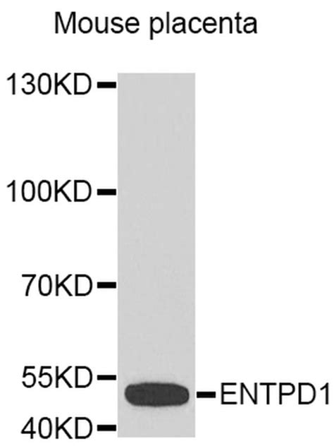 polyclonal cd39 antibody function