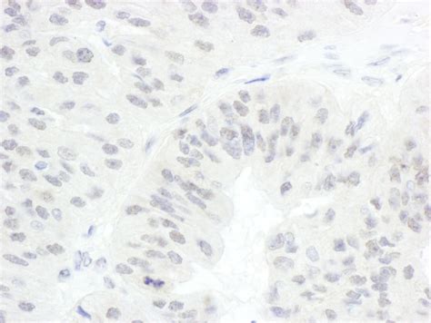 polyclonal cdc20 antibody detection