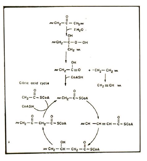 Polyethylene Biodegradation