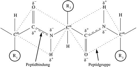Péptidos; Polipéptidos