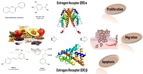 Polyphenols Estrogen