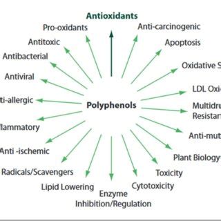 (PDF) Effects of Polyphenols on Oxidative StressMediated Injury in