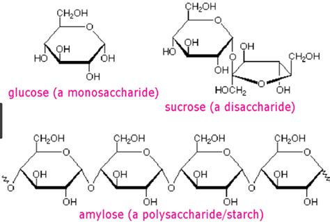 Polysaccharide vs Disaccharide
