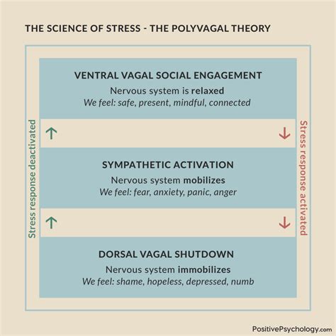 Polyvagal Theory Exercises