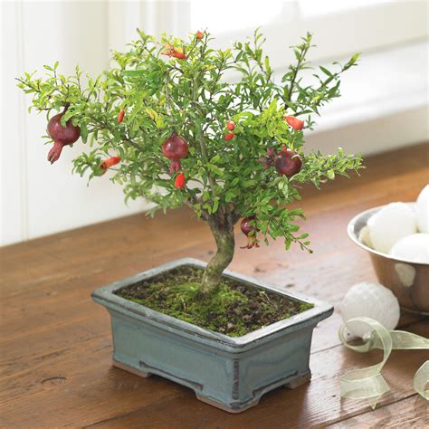 The Beauty Of Pomegranate Bonsai Trees: A Complete Guide