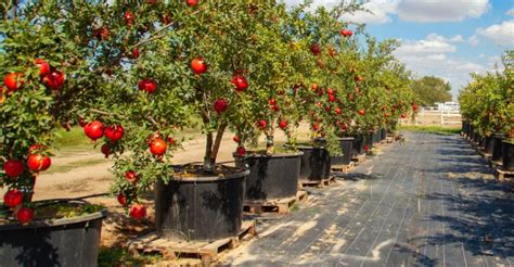 pomegranate tree container