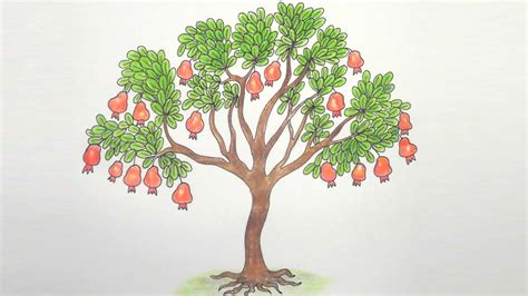 Pomegranate Tree Drawing Easy