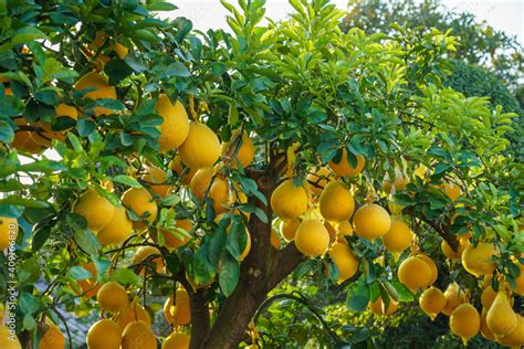 Pomelo Tree Picture