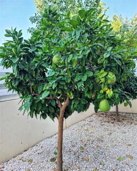 Pomelo Tree Temperature