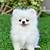 pomeranian dogs for sale in india