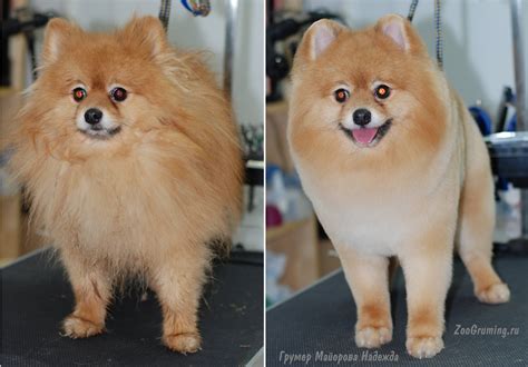 Pomeranian Hair Cut Video