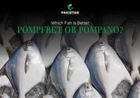 Pomfret Fish Vs Pompano