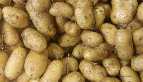 patate * pomme de terre Ditta – Les Lapereaux des Thermopyles (AMAP)