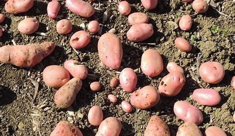 Plants de pomme de terre Sarpo Mira en filet de 25 | Graines Bocquet