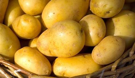 Pommes de terre nouvelles Sirtéma (kg) - Le potager du bien manger