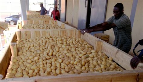 pomme de terre au mali