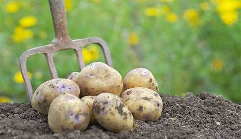 Comment choisir ses plants de pommes de terre