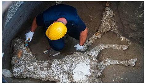 Pompeii Horse Discovered Extraordinary Discovery Of The Archaeological Site Of