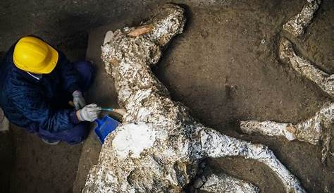 Pompeii Horse Discovery Merry Xmas! They Found A 2000 Y.O. With Saddle Still