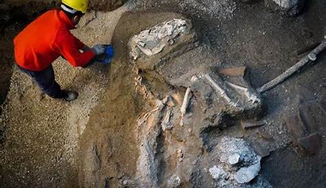 Pompeii Horse Found Still Wearing Harness The Remains Of A A Have Been