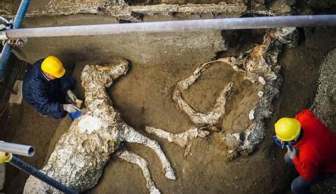 Pompeii Horse Found With Harness The Remains Of A Wearing A Have Been