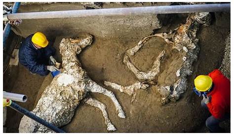 Pompeii Horse Saddle Archaeologists Discover Petrified Remains Of Harnessed