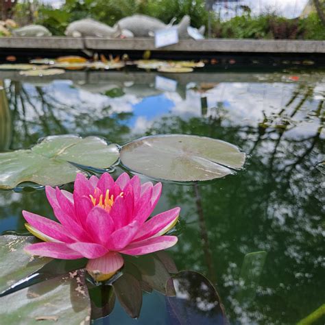 Pond Building Classes