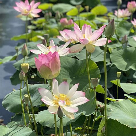 Pond Lotus.com